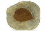 Fossil Leaf (Beringiaphyllum) - Montana #327219-1